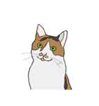 猫のスタンプ（個別スタンプ：1）