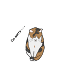 猫のスタンプ（個別スタンプ：4）