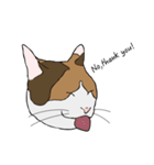 猫のスタンプ（個別スタンプ：5）
