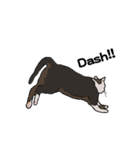 猫のスタンプ（個別スタンプ：6）