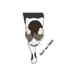 猫のスタンプ（個別スタンプ：15）