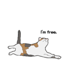 猫のスタンプ（個別スタンプ：23）