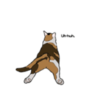 猫のスタンプ（個別スタンプ：26）