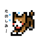 ドット絵スタンプ 柴犬（個別スタンプ：1）