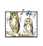 フクロウまみれ。（個別スタンプ：25）