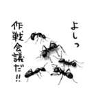 リアルな蟻のスタンプ（個別スタンプ：33）