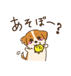 シーズー犬スタンプ（個別スタンプ：9）