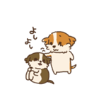 シーズー犬スタンプ（個別スタンプ：20）