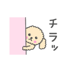 トイプーベビちゃん（個別スタンプ：37）