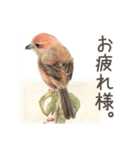 小鳥萌え（個別スタンプ：5）