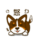 Love Corgi (Cute tricolor)（個別スタンプ：3）
