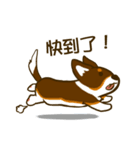 Love Corgi (Cute tricolor)（個別スタンプ：16）
