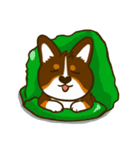 Love Corgi (Cute tricolor)（個別スタンプ：23）