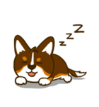Love Corgi (Cute tricolor)（個別スタンプ：38）