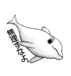 マツゲの白イルカ（個別スタンプ：20）