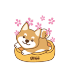 Shiba Inu - Gifaye's life（個別スタンプ：31）