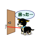 黒柴テリーちゃん②（個別スタンプ：20）
