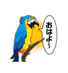 鳥のいるカフェ 鳥さんいっぱいスタンプ（個別スタンプ：24）