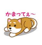 柴犬たろう（個別スタンプ：10）