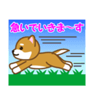 柴犬たろう（個別スタンプ：15）