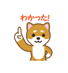 柴犬たろう（個別スタンプ：39）