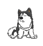 Husky Chief's dairy by Alarein（個別スタンプ：34）