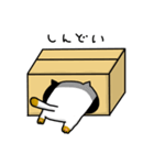 箱入りねこ（個別スタンプ：15）