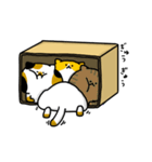 箱入りねこ（個別スタンプ：16）