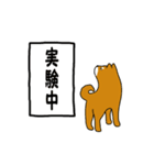 理系な柴犬と思われる（個別スタンプ：40）