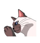 シャム猫のココア（個別スタンプ：12）