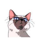 シャム猫のココア（個別スタンプ：16）