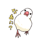 文鳥デイズ（個別スタンプ：11）