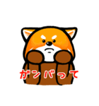 レッサーパンダ スタンプ（個別スタンプ：7）