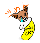 Shiba CAN and Tora CAN 4（個別スタンプ：22）