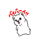しろいぬしろ（個別スタンプ：1）