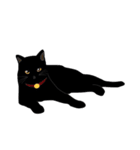黒猫の大ちゃん（個別スタンプ：5）
