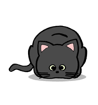 黒猫ポコちゃん（個別スタンプ：1）