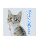 関西弁リアル猫（個別スタンプ：2）