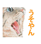 関西弁リアル猫（個別スタンプ：6）