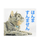 関西弁リアル猫（個別スタンプ：8）