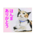 関西弁リアル猫（個別スタンプ：9）