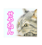 関西弁リアル猫（個別スタンプ：11）