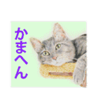 関西弁リアル猫（個別スタンプ：13）