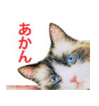 関西弁リアル猫（個別スタンプ：14）