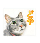 関西弁リアル猫（個別スタンプ：18）