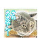 関西弁リアル猫（個別スタンプ：20）