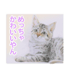 関西弁リアル猫（個別スタンプ：21）