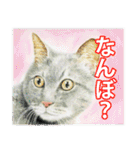 関西弁リアル猫（個別スタンプ：23）