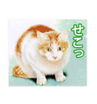 関西弁リアル猫（個別スタンプ：24）