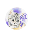 関西弁リアル猫（個別スタンプ：25）